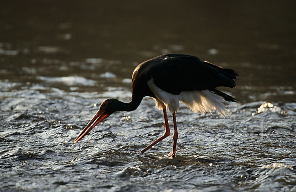 Schwarzstorch (Ciconia nigra)