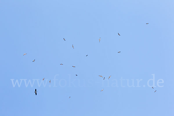 Schwarzstorch (Ciconia nigra)