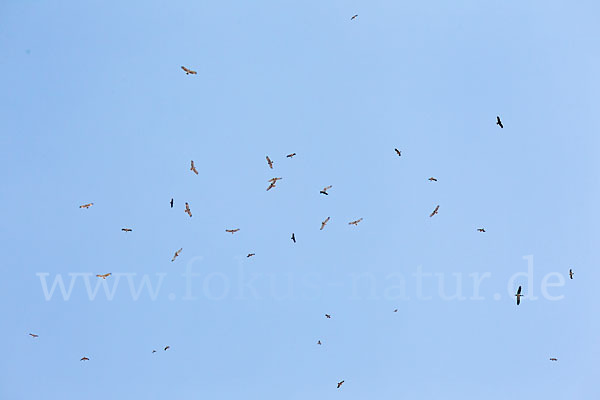 Schwarzstorch (Ciconia nigra)