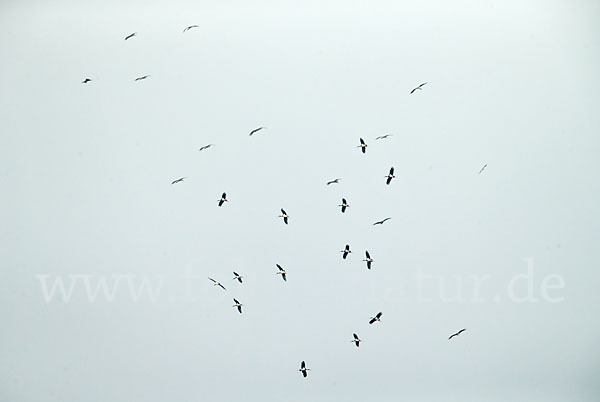 Schwarzstorch (Ciconia nigra)