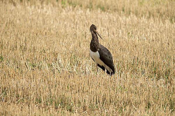 Schwarzstorch (Ciconia nigra)