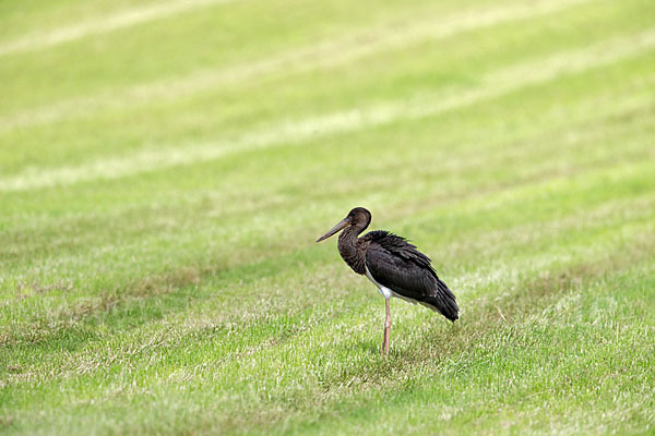 Schwarzstorch (Ciconia nigra)