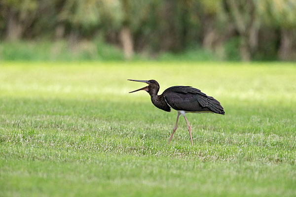 Schwarzstorch (Ciconia nigra)