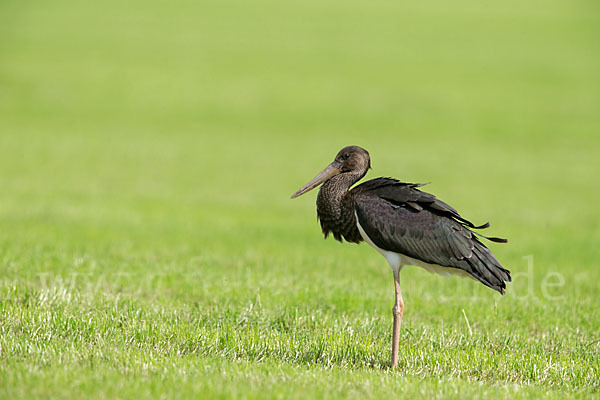 Schwarzstorch (Ciconia nigra)