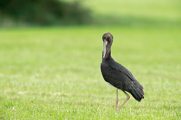 Schwarzstorch (Ciconia nigra)