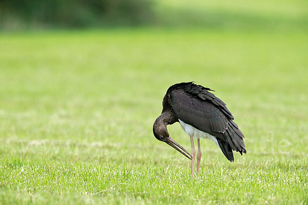 Schwarzstorch (Ciconia nigra)