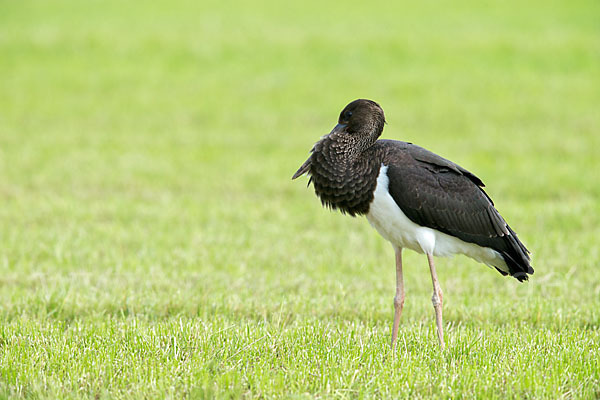 Schwarzstorch (Ciconia nigra)