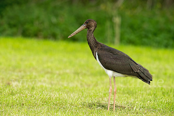 Schwarzstorch (Ciconia nigra)