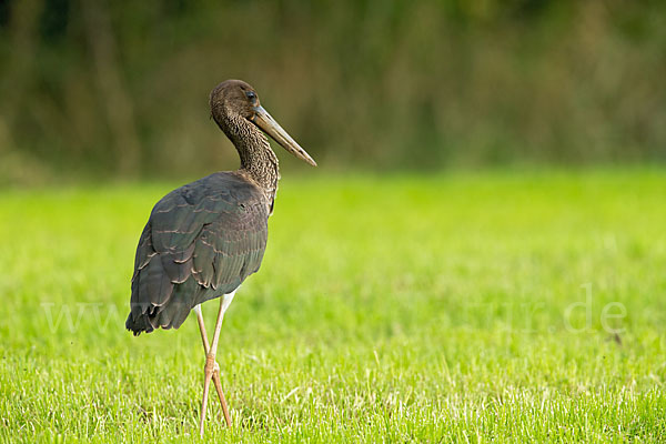 Schwarzstorch (Ciconia nigra)