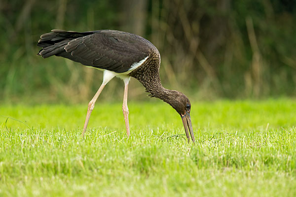 Schwarzstorch (Ciconia nigra)