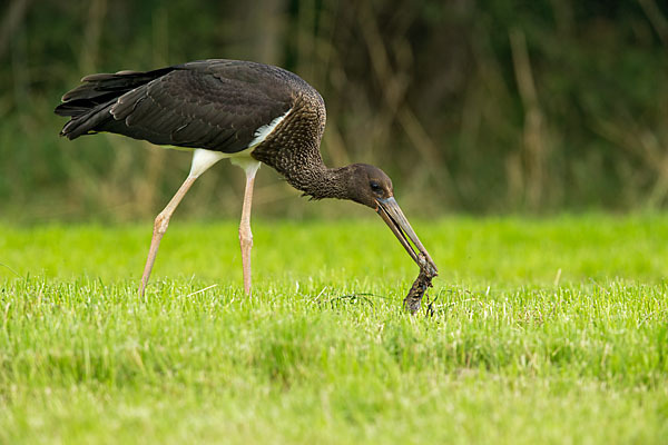 Schwarzstorch (Ciconia nigra)