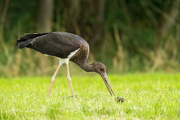 Schwarzstorch (Ciconia nigra)