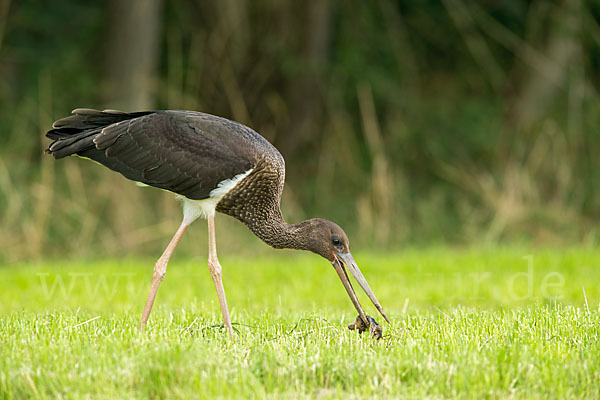 Schwarzstorch (Ciconia nigra)