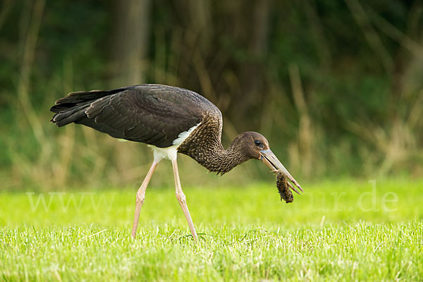 Schwarzstorch (Ciconia nigra)