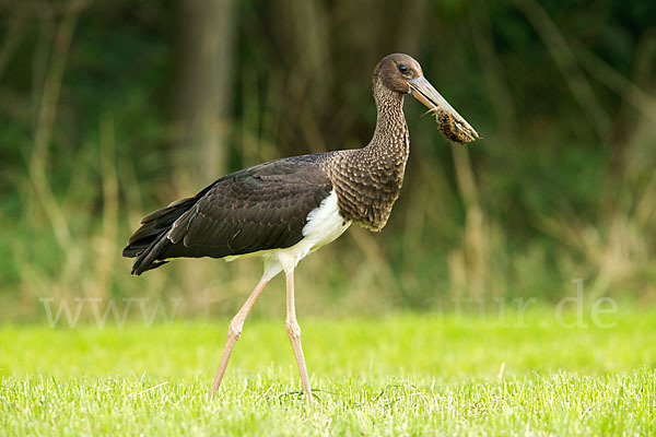 Schwarzstorch (Ciconia nigra)