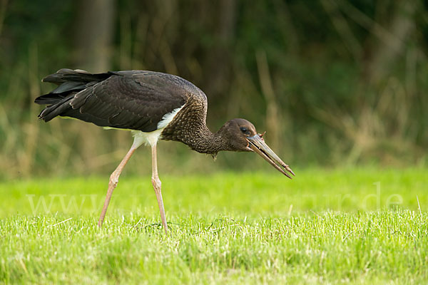 Schwarzstorch (Ciconia nigra)