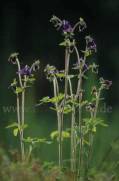 Schwarzviolette Akelei (Aquilegia atrata)