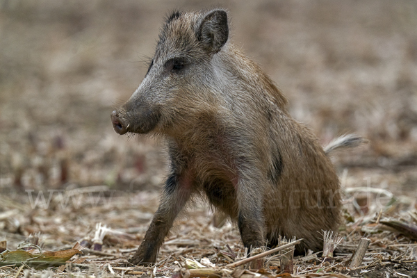 Schwarzwild (Sus scrofa)