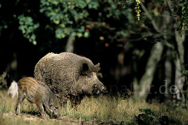 Schwarzwild (Sus scrofa)