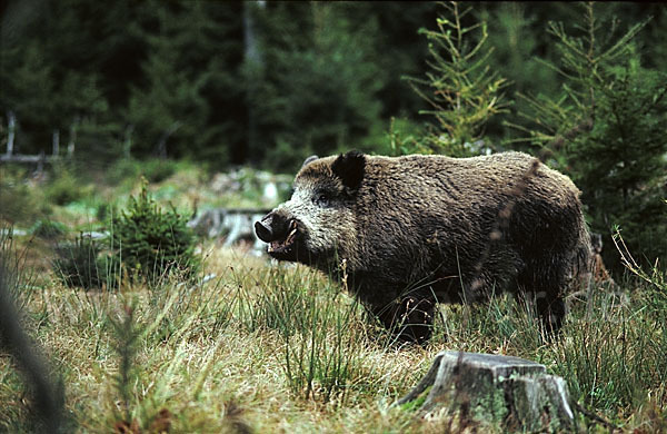 Schwarzwild (Sus scrofa)