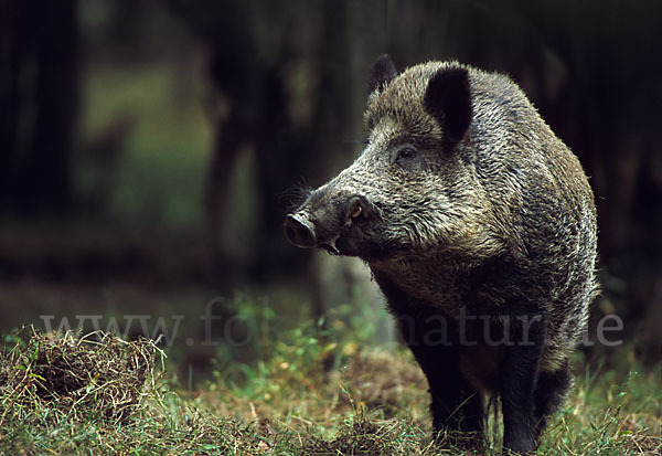 Schwarzwild (Sus scrofa)