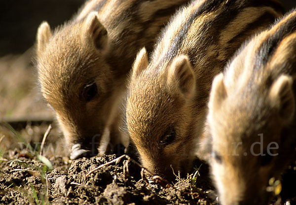 Schwarzwild (Sus scrofa)