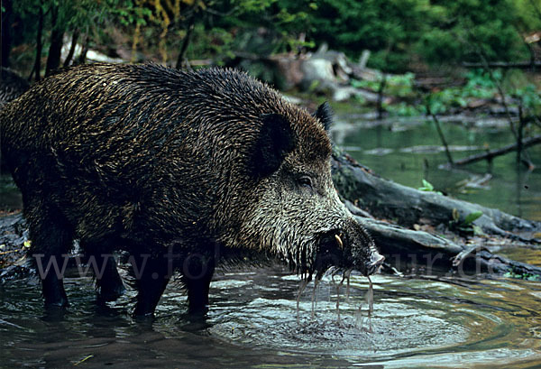 Schwarzwild (Sus scrofa)