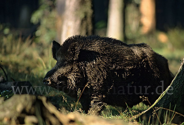 Schwarzwild (Sus scrofa)