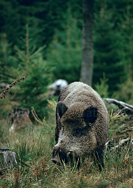 Schwarzwild (Sus scrofa)