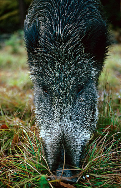 Schwarzwild (Sus scrofa)