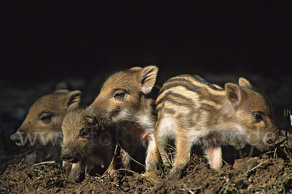 Schwarzwild (Sus scrofa)