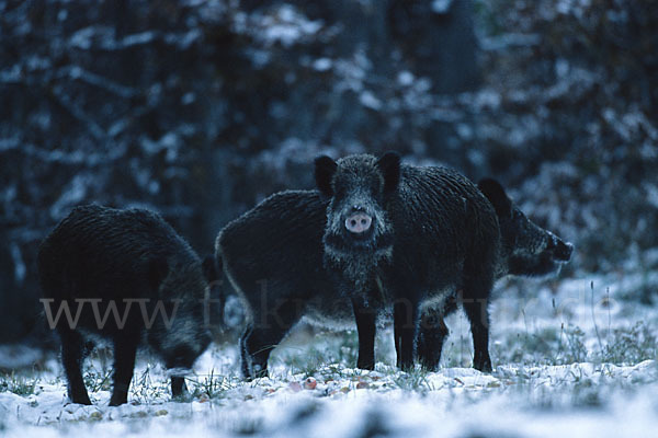 Schwarzwild (Sus scrofa)