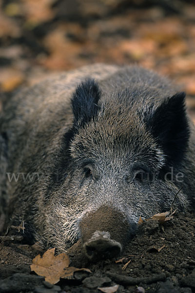 Schwarzwild (Sus scrofa)