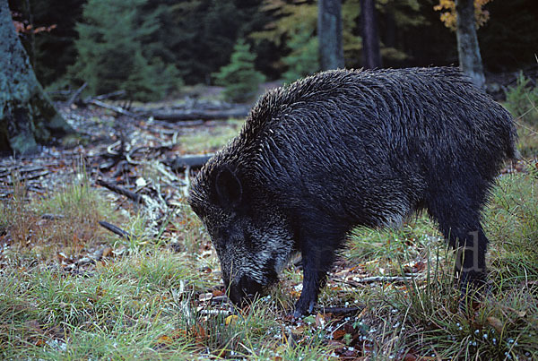 Schwarzwild (Sus scrofa)