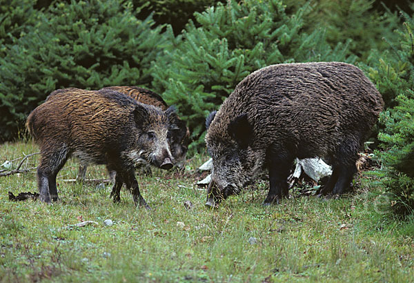 Schwarzwild (Sus scrofa)