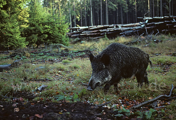 Schwarzwild (Sus scrofa)