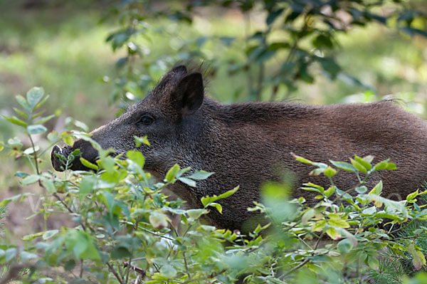 Schwarzwild (Sus scrofa)