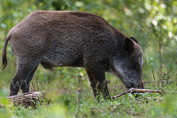 Schwarzwild (Sus scrofa)