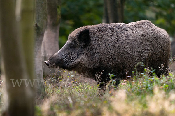 Schwarzwild (Sus scrofa)