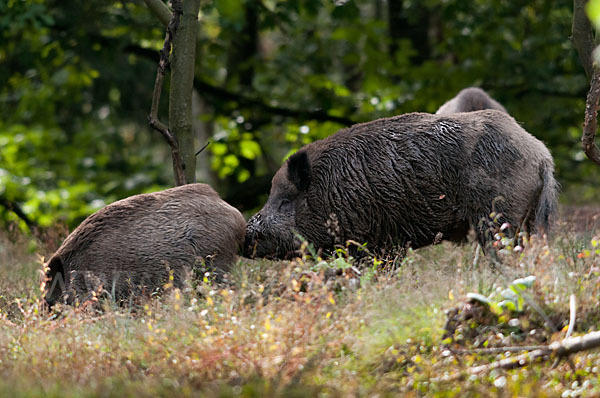 Schwarzwild (Sus scrofa)