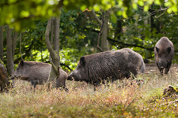 Schwarzwild (Sus scrofa)