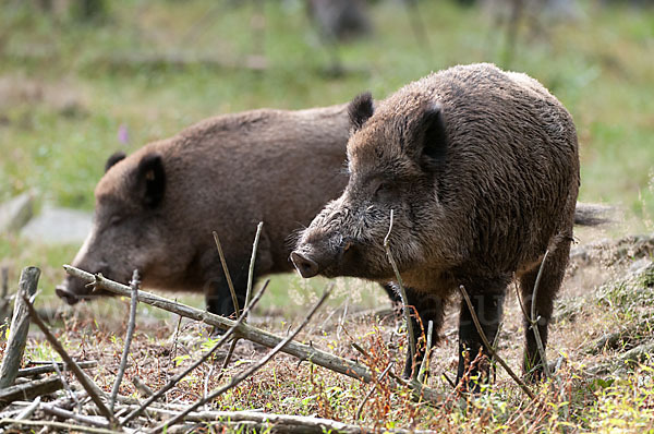 Schwarzwild (Sus scrofa)