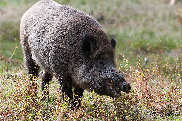 Schwarzwild (Sus scrofa)