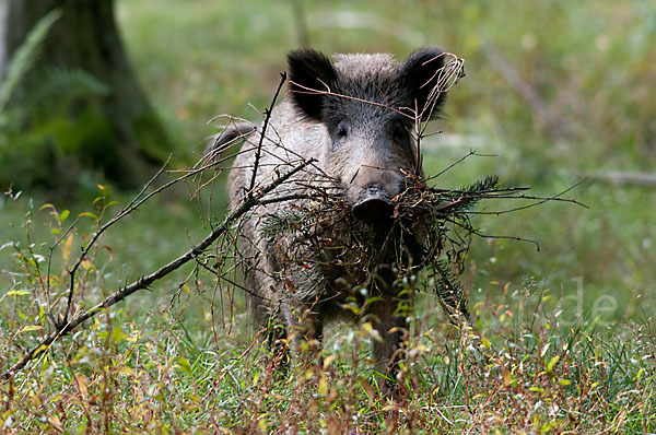 Schwarzwild (Sus scrofa)