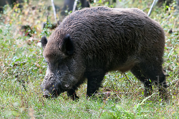 Schwarzwild (Sus scrofa)