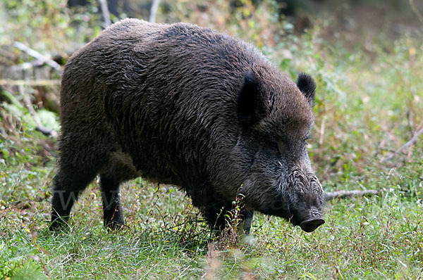 Schwarzwild (Sus scrofa)