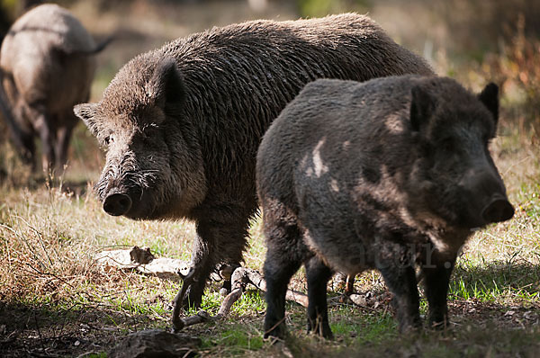 Schwarzwild (Sus scrofa)