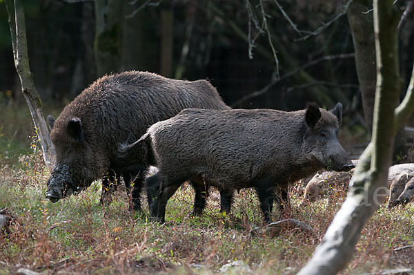 Schwarzwild (Sus scrofa)