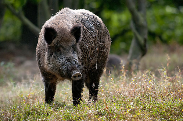 Schwarzwild (Sus scrofa)