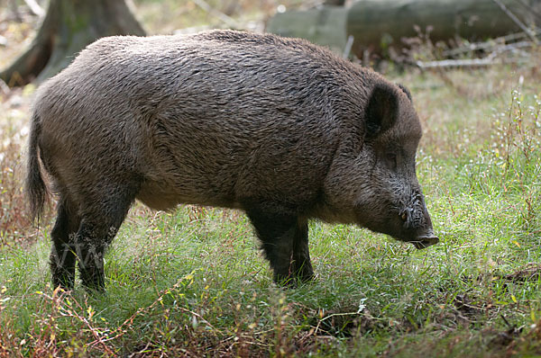 Schwarzwild (Sus scrofa)